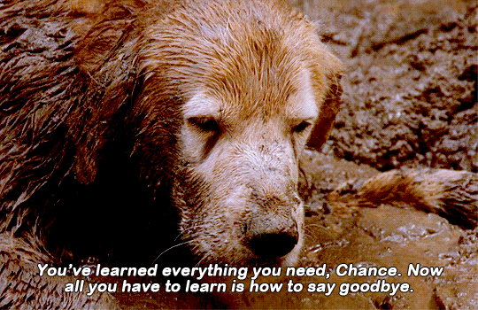 a caption from the movie Homeward Bound showing an old, tired looking Golden Retriever slowly lowering his head onto his paw. He's submerged in a mud pit and is covered in mud. He seems to have been fighting for awhile but has finally given up. The caption reads "You've learned everything you need, Chance. Now all you have to learn is how to say goodbye."