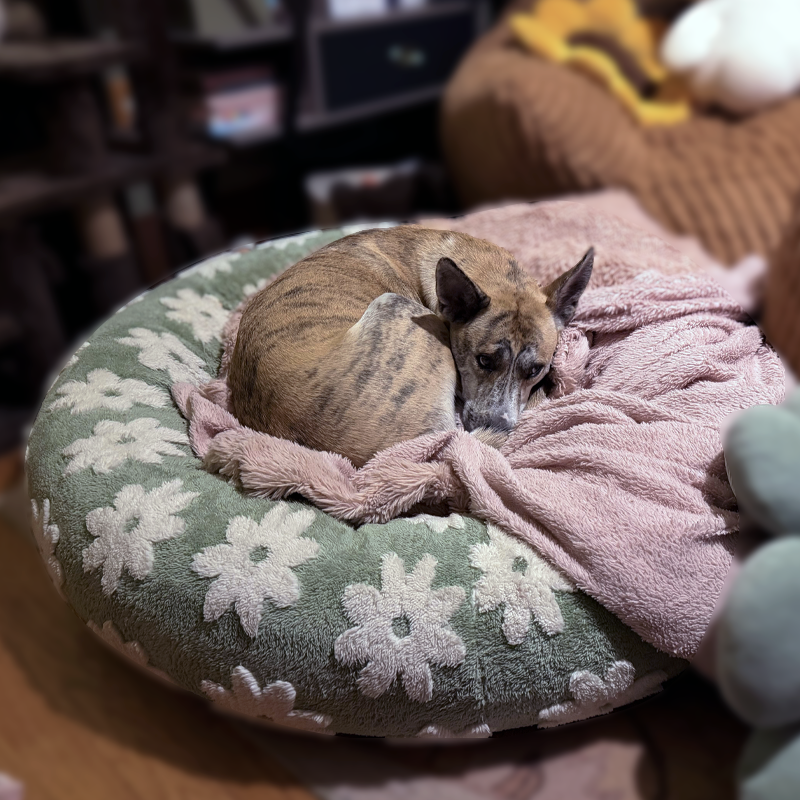 DOG BED: LE SURE Donut Large Round Dog Bed
