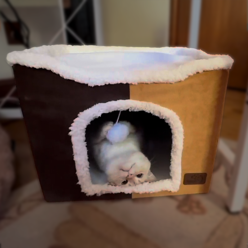 CAT BED: Foldable Hideaway Bed