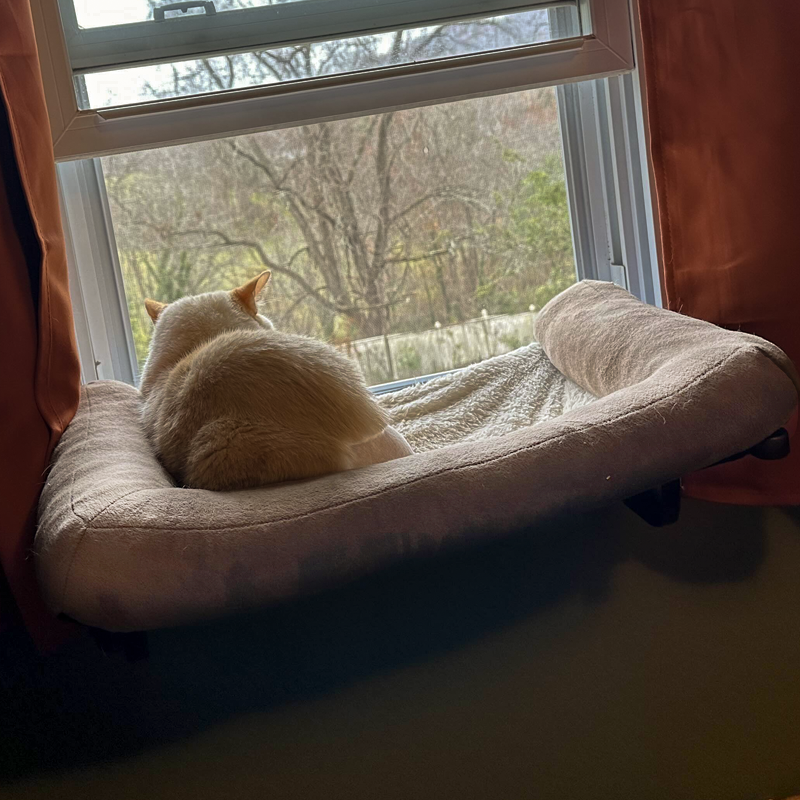 CAT PERCH: Zakkart Cat Perch/Hammock for Window Sill